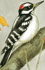 0697-woodpecker-cover.gif